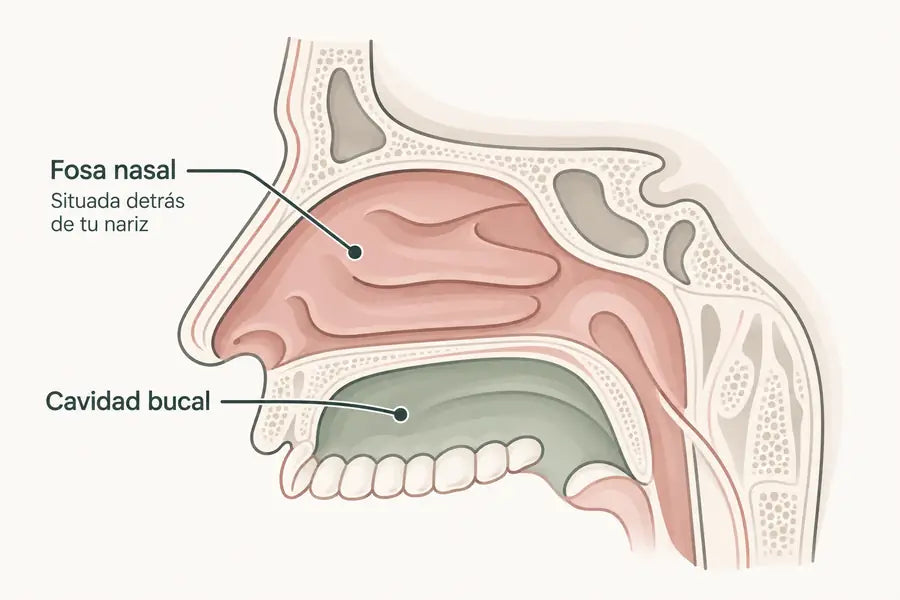 Ilustración de la fosa nasal y la cavidad bucal en corte lateral